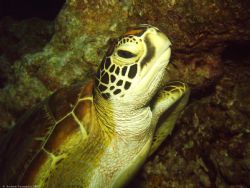 Green Seaturtle ReefMaster DC310 digital, 3.3mgp Coral Se... by Andrew Fernandez 